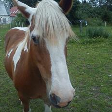 Anden særlig race misty 