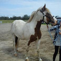 Paint Rosenlyst´s Shane!<3 (Bertil)