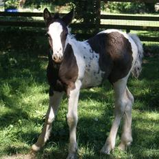 Irish Cob Romoses Miss Zoya