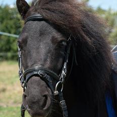Shetlænder <3 <3 Werner <3 <3 
