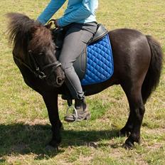 Shetlænder <3 <3 Werner <3 <3 