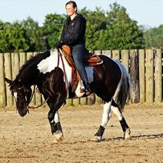 Irish Cob Crossbreed Chanel