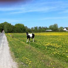 Irish Cob Crossbreed Chanel