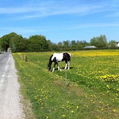 Irish Cob Crossbreed Chanel