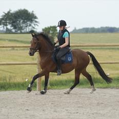 DSP Sir Lancelot (Solgt)