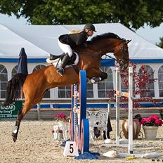 Dansk Varmblod Westergaardens Casir