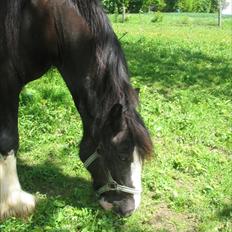 Irish Cob Igor's Ups Santana