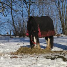 Irish Cob Igor's Ups Santana