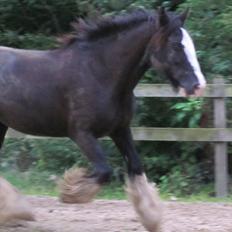 Irish Cob Igor's Ups Santana