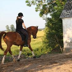 Anden særlig race Joep *SOLGT*