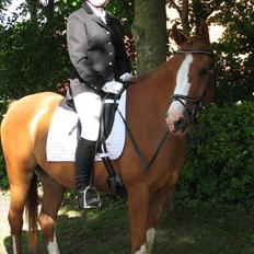 Anden særlig race Joep *SOLGT*