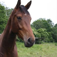Dansk Varmblod Kanjo ! <3