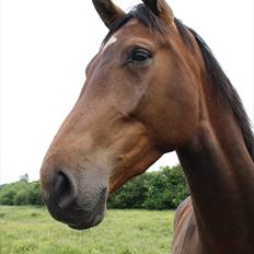 Dansk Varmblod Kanjo ! <3