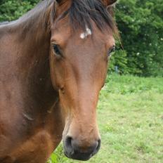 Dansk Varmblod Kanjo ! <3