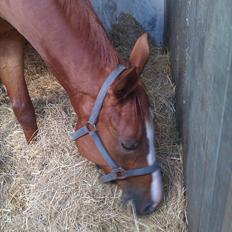 Anden særlig race Glenfoyle