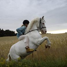 Knabstrupper spidi (søsters pony)