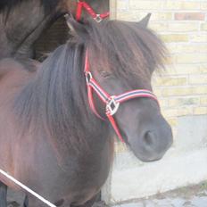 Shetlænder Robin Af Skårupøre