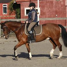 Hollandsk Sportspony Danny