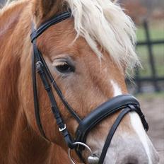 Haflinger Henrietta