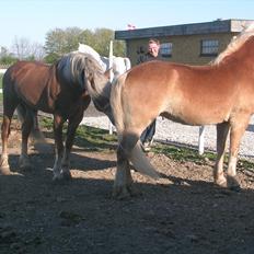 Haflinger Henrietta