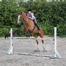 Hannoveraner blanding Yes-Mann