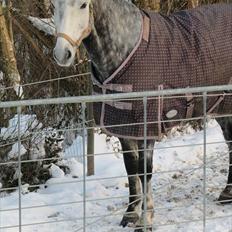 Dansk Varmblod Vedhaugegårds Moonshine