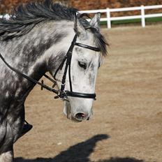 Dansk Varmblod Vedhaugegårds Moonshine