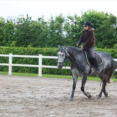 Dansk Varmblod Vedhaugegårds Moonshine