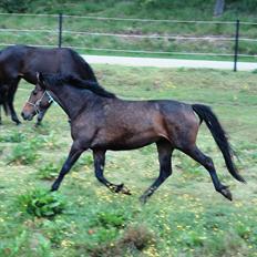 Dansk Varmblod Gipsy Birkely *SOLGT*