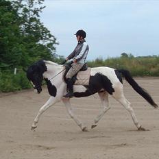 Pinto Ravnskovs Idefix