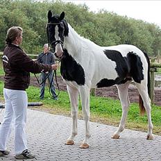 Pinto Ravnskovs Idefix