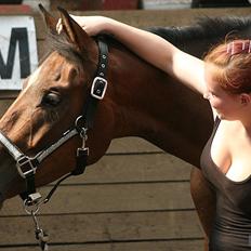 Dansk Varmblod Lucky Girl K (Gisle) STJERNE HEST