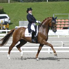 Dansk Varmblod Atterupgaards Cassidy