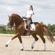 Dansk Varmblod Atterupgaards Cassidy