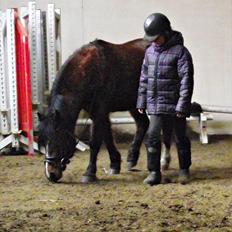 Hollandsk Sportspony no fear