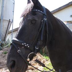 Frieser Jeike P(Passer)