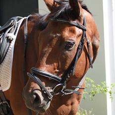 Fuldblod (XX) King of York