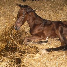 Dansk Varmblod Nautrups Moonlight