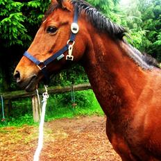 Welsh Partbred (Sec F) Florahof's Leonie (SOLGT)