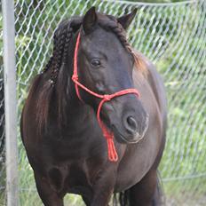 Shetlænder Magnum :) NUMSEN :D <3