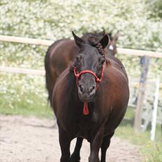 Shetlænder Magnum :) NUMSEN :D <3