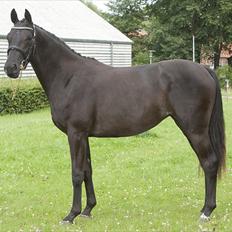 Dansk Varmblod Fabrix Festina