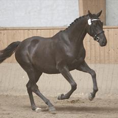 Dansk Varmblod Fabrix Festina