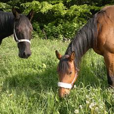 Anden særlig race Uzuri
