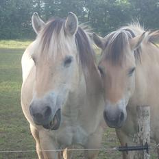 Fjordhest Heidi