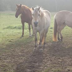 Fjordhest Heidi