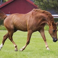 Trakehner Hannibal R.I.P