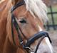 Haflinger Henrietta