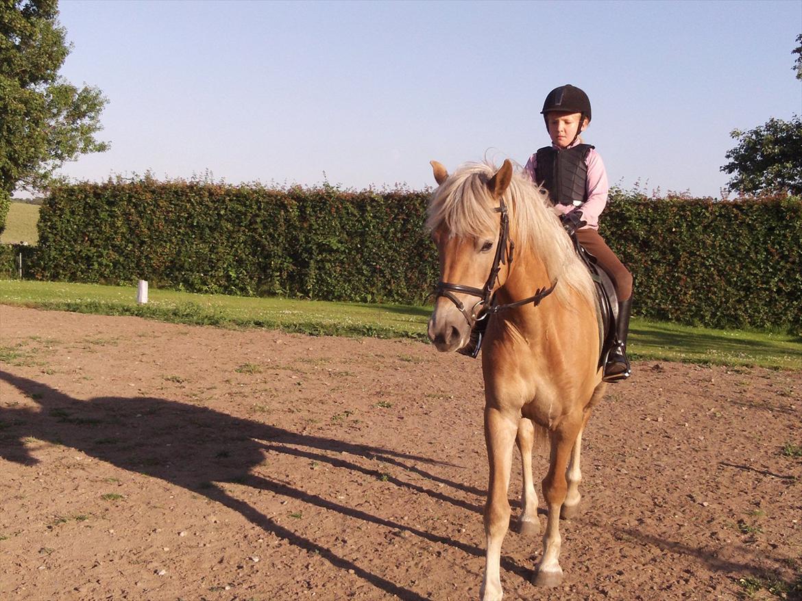 Haflinger Maggie Torp - Dyb koncentration billede 16