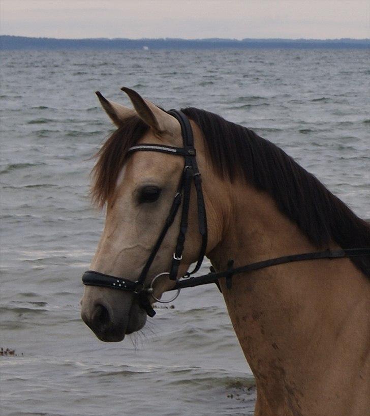 Anden særlig race penny lane billede 4